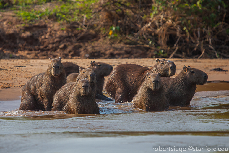 capybara fmaily swimming